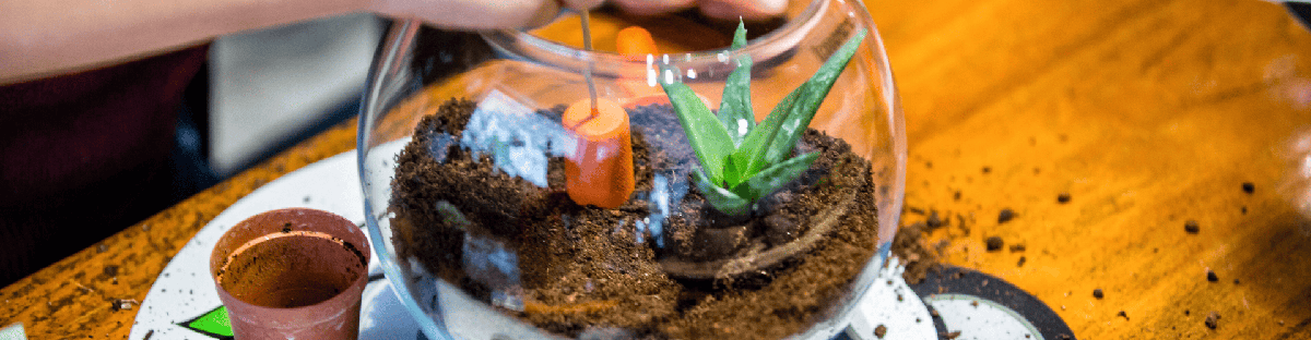 Terrario qué es y cómo hacerlo