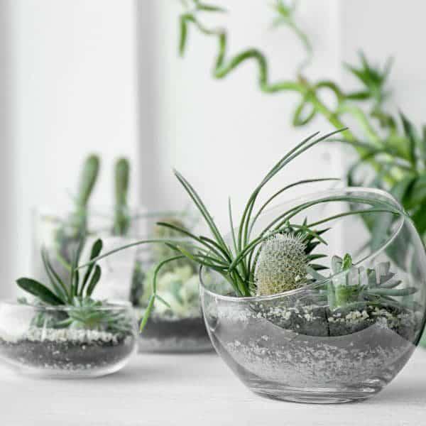 Vidrio para Terrario