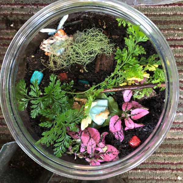 plantas para Terrarios