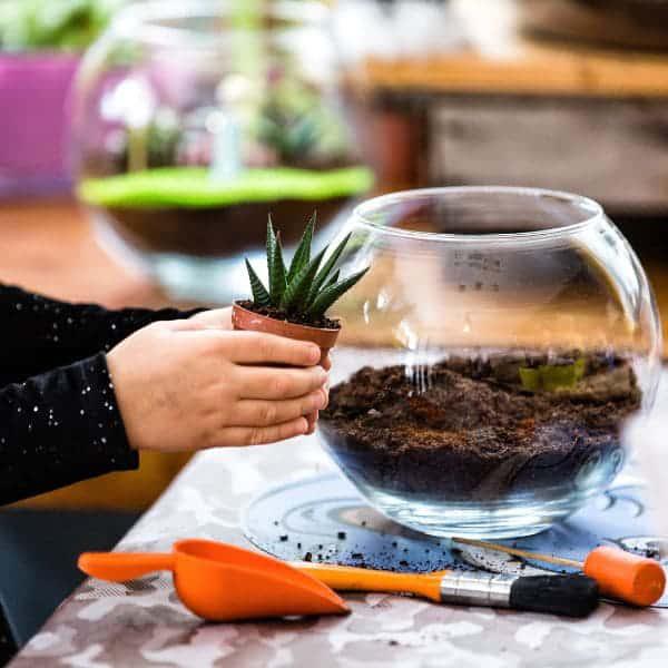 Tierra para Terrarios