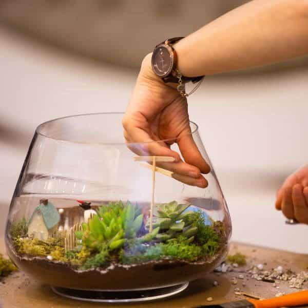 Mini Paisaje de plantas