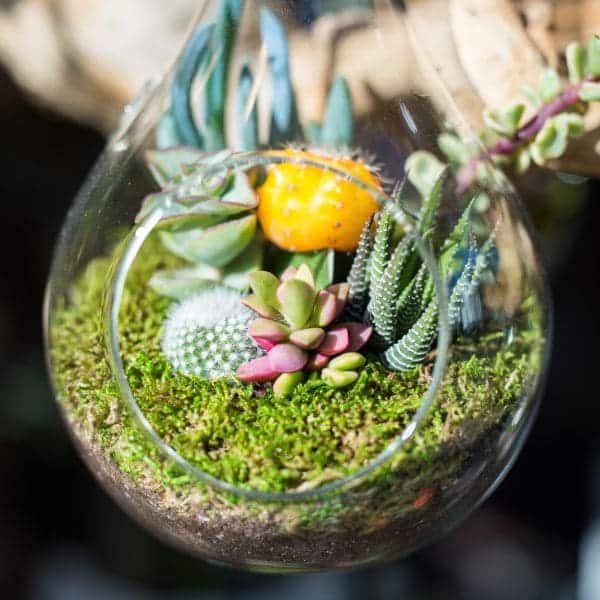 Riego Terrario de plantas