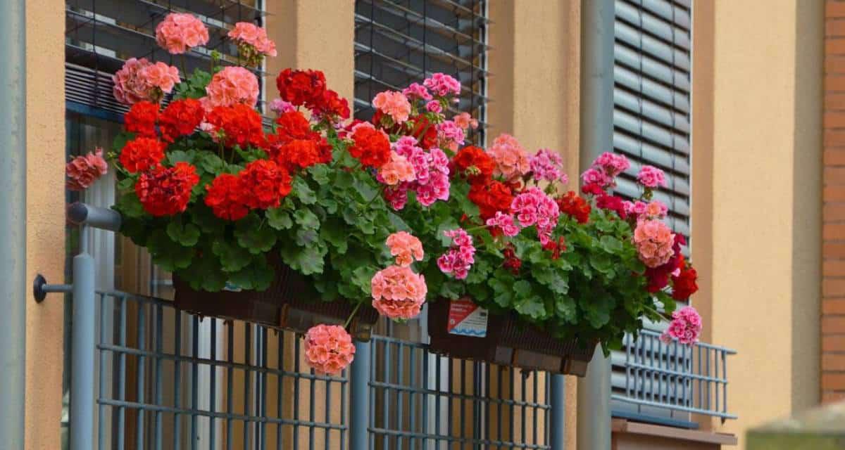 Plantas geranio balcon