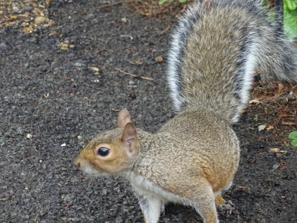 Ardilla en Hyde park