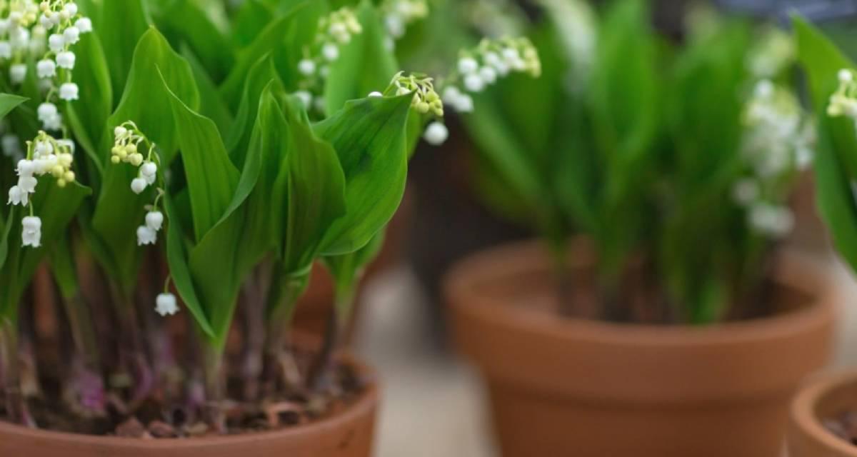 Lirio de los valles perros