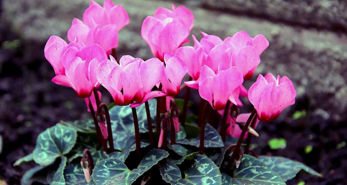 Plantas ciclamen