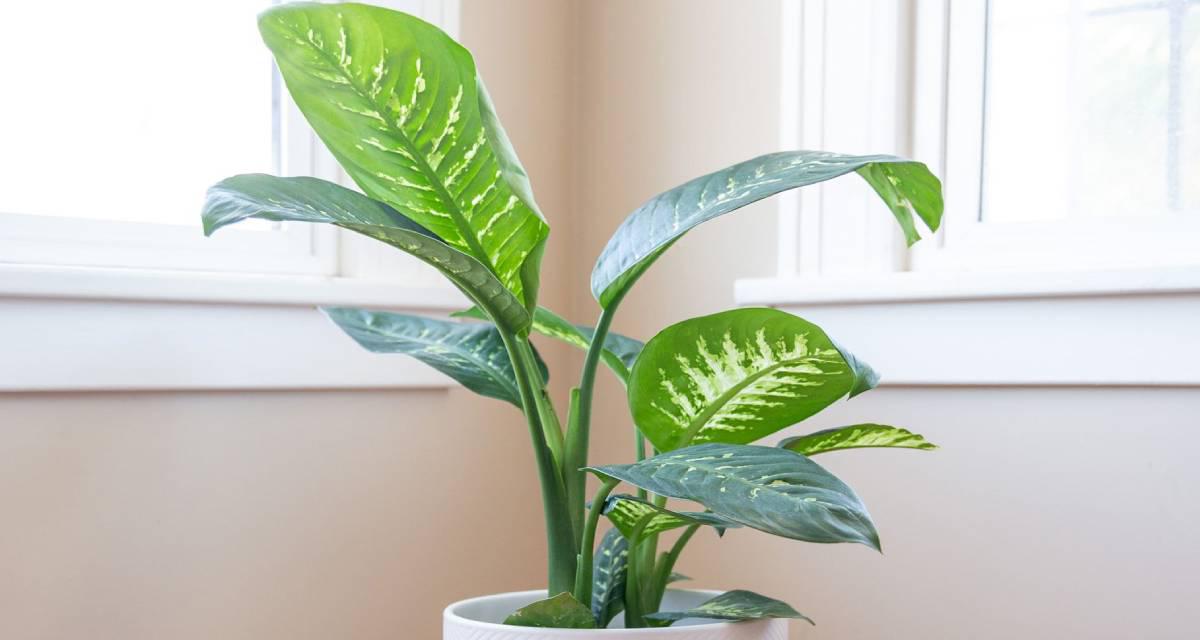 Dieffenbachia maceta