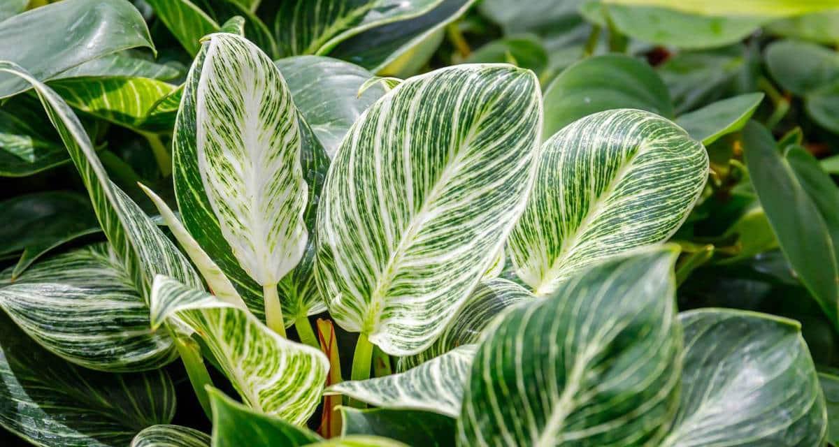 Filodendro y mascotas