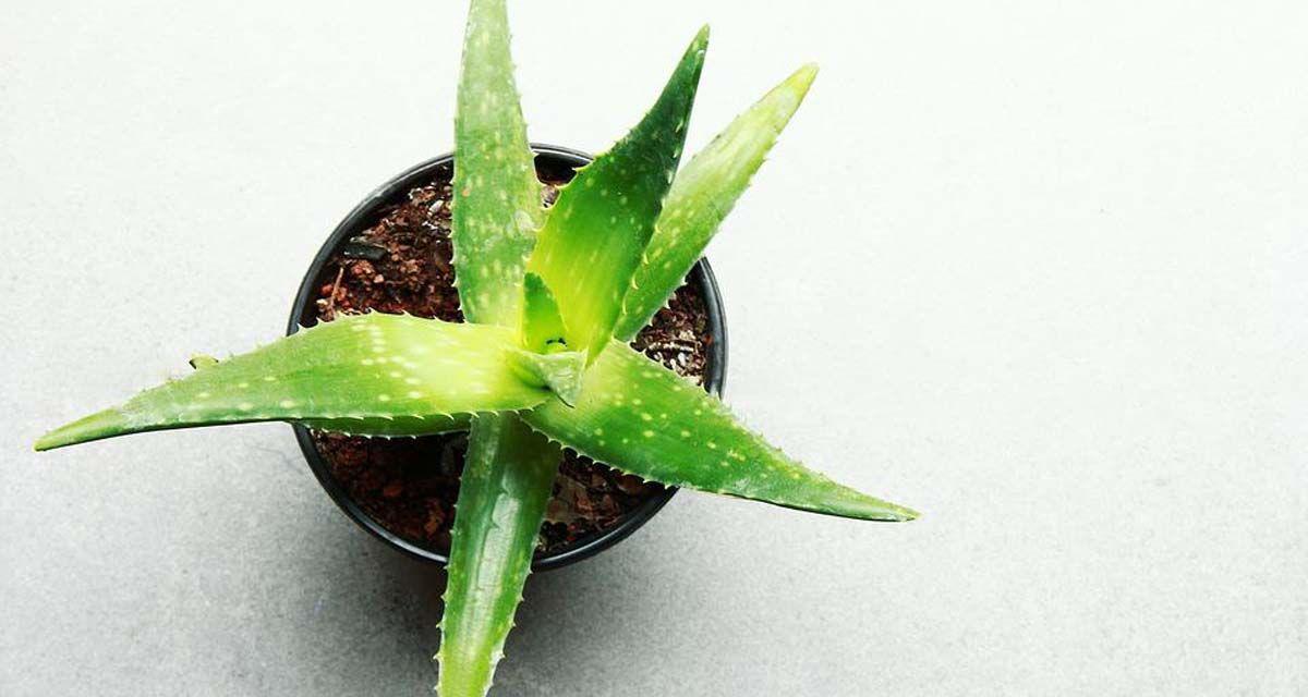 Aloe vera y hojas marrones