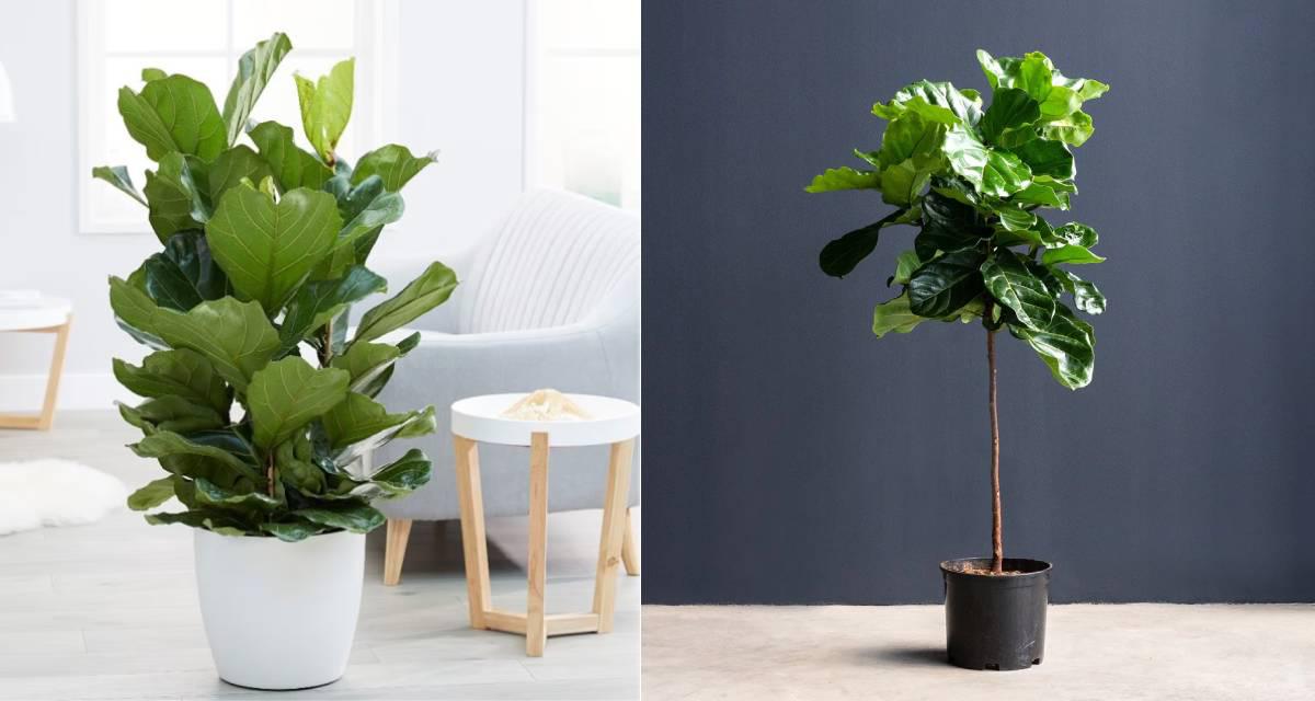 Ficus lyrata toxica para perros