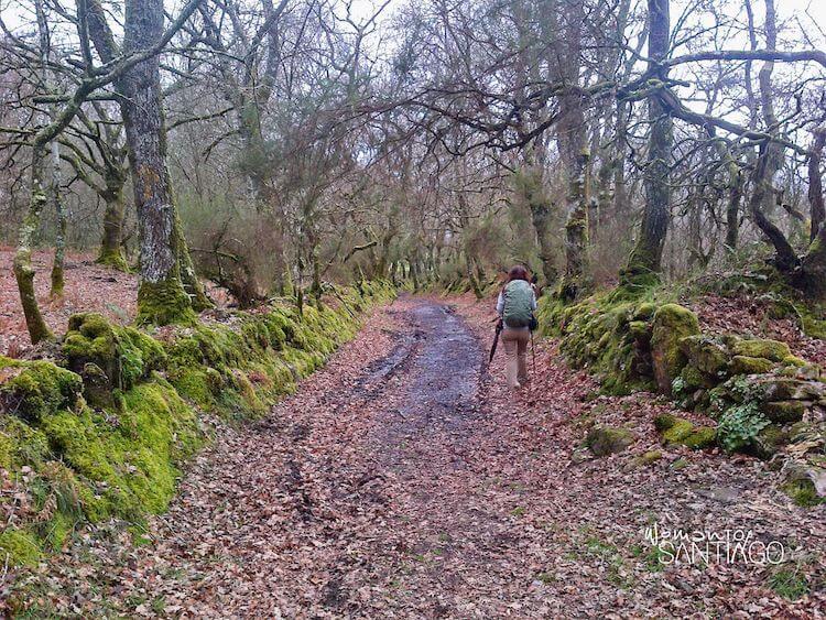 Peregrina andando por un sendero con hojas marrones