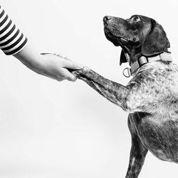 Adiestrar a tu perro a domicilio con ayuda profesional puede ser la mejor opción a valorar