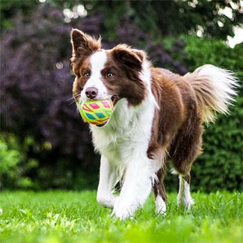 Los espacios abiertos son los más adecuados para el adiestramiento canino