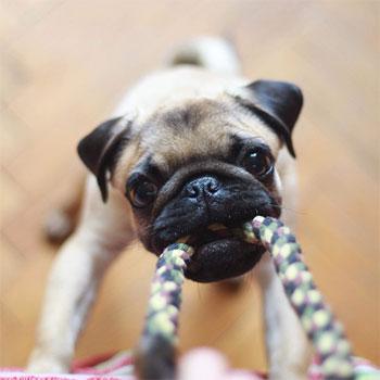 Conviene evitar las distracciones al adiestrar a tu perro en casa