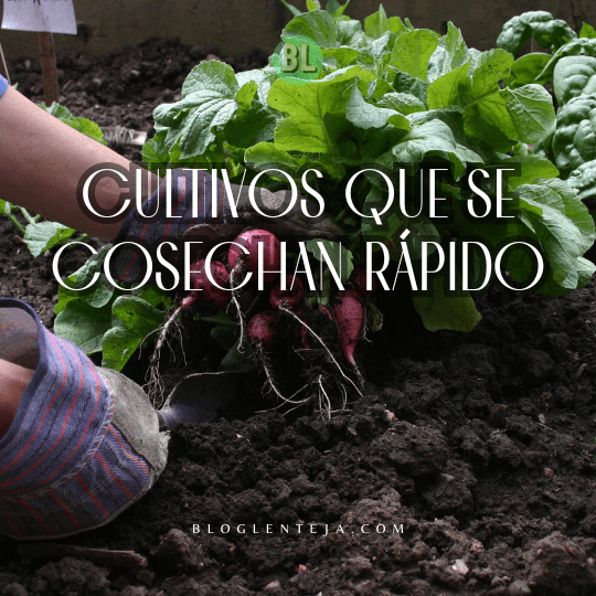 Cultivos que se Cosechan Rápido