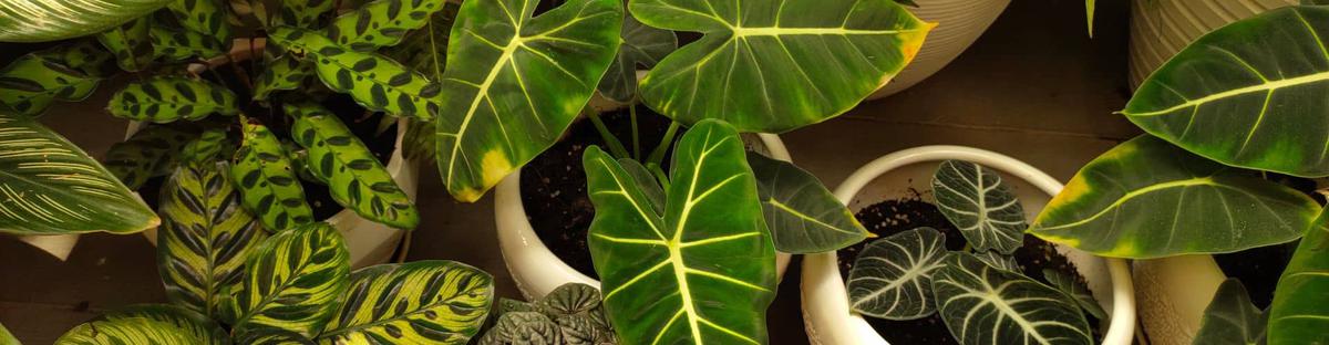 Philodendro cuidados