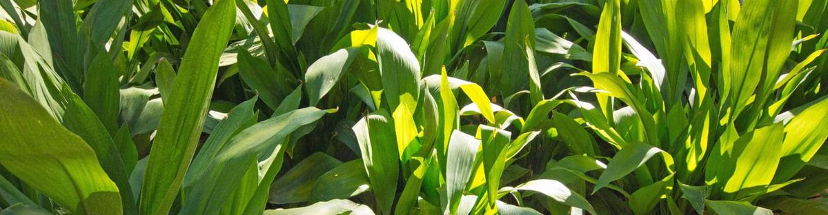 Aspidistra en el exterior