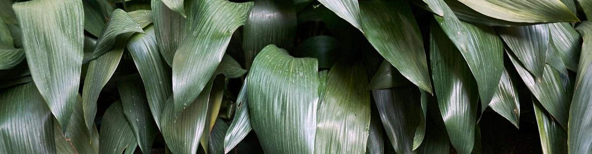 Cuidados de la planta de Aspidrista