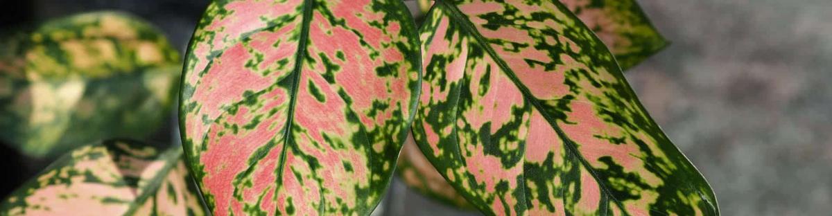 Enfermedades Aglaonemas