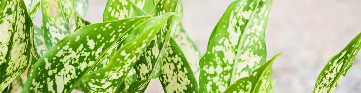 Propagación y Cultivo de las Aglaonemas