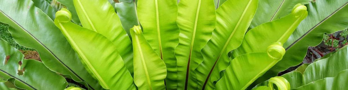 Helecho de nido cuidados