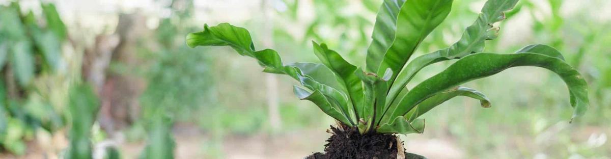 Helecho de nido riego