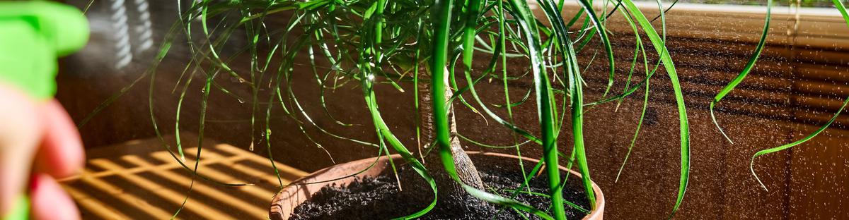 Planta pata de elefante cuidados