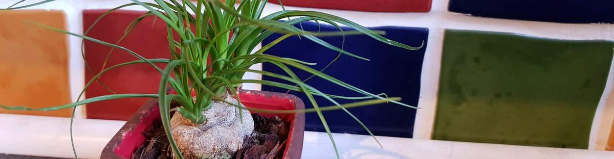 Pata de elefante cuidados