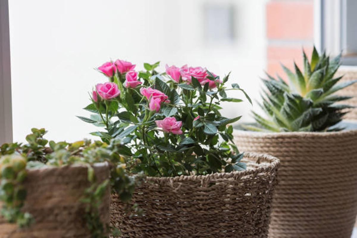 Claves para elegir las mejores macetas para tus plantas 3