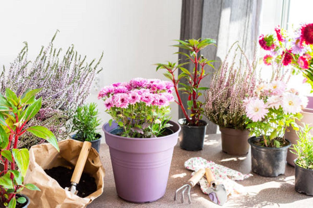 Claves para elegir las mejores macetas para tus plantas 4