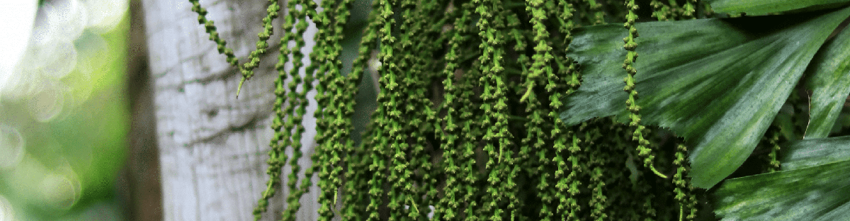 Cuidados de las palmeras cola de pez