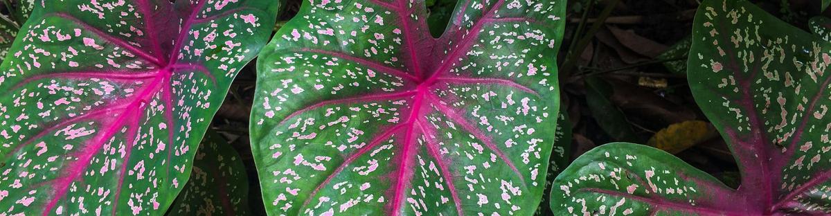 Caladium