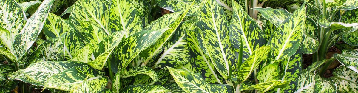 Oreja de Elefante cuidados