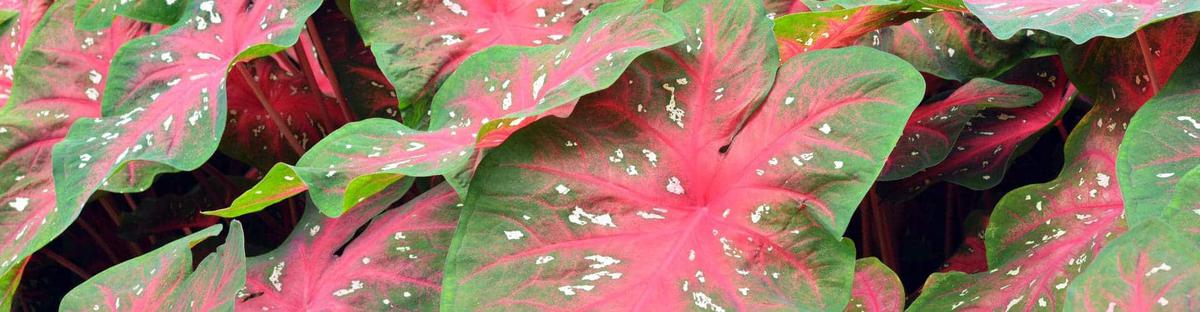 Como cuidar la planta Caladium