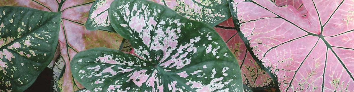 Oreja de Elefante riego y mantenimiento