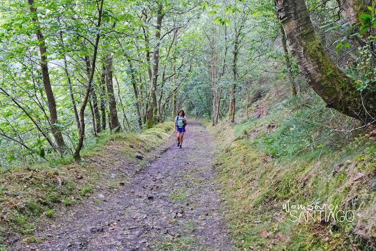 Senda por bosque en el Camino de Santiago