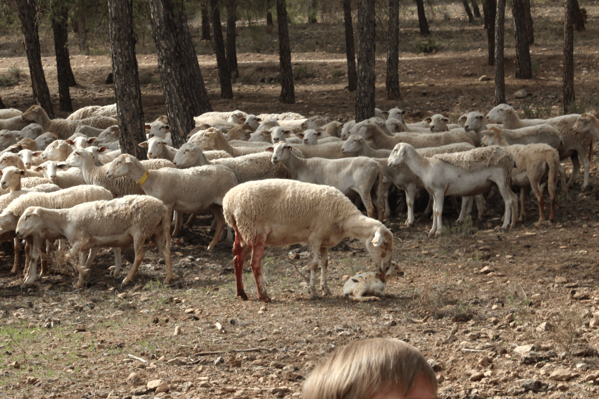 La oveja con la placenta colgando cuida de su cordero una vez se lo dimos