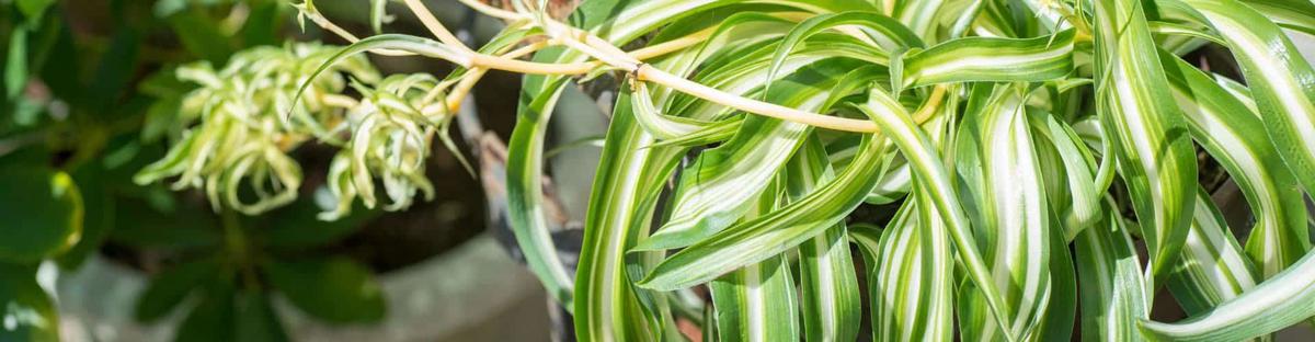 Cuidados de la planta lazo de amor