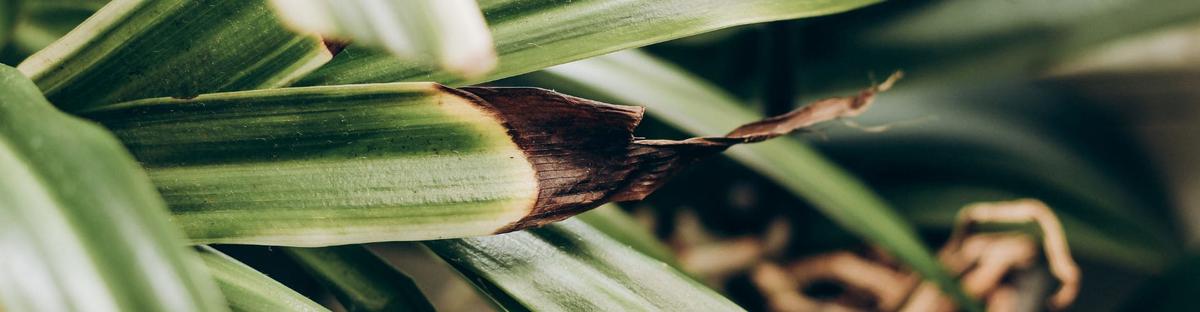 planta lazo de amor plagas