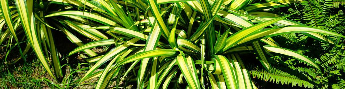 planta lazo de amor trasplante