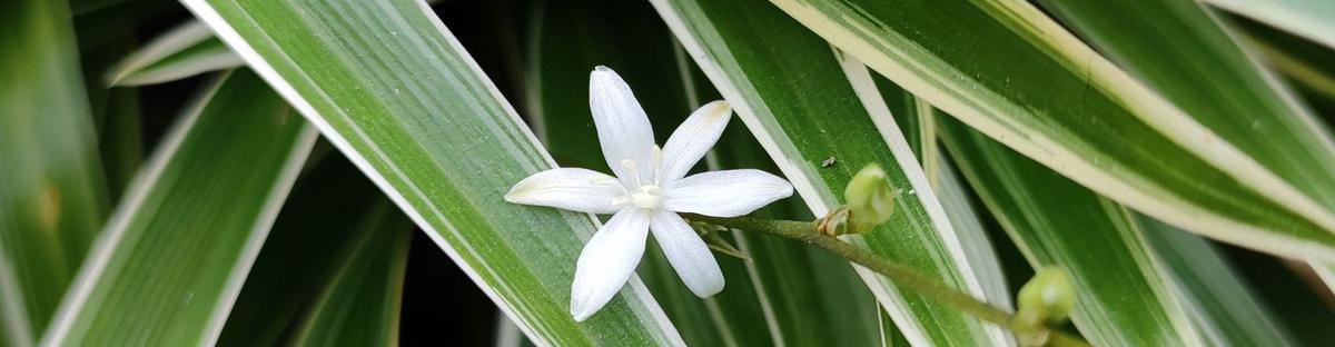 planta lazo de amor flores