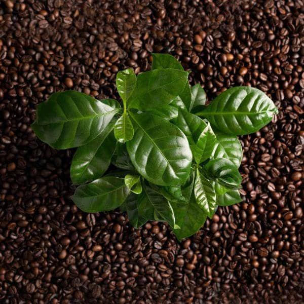 Planta de Café Coffea Arabica