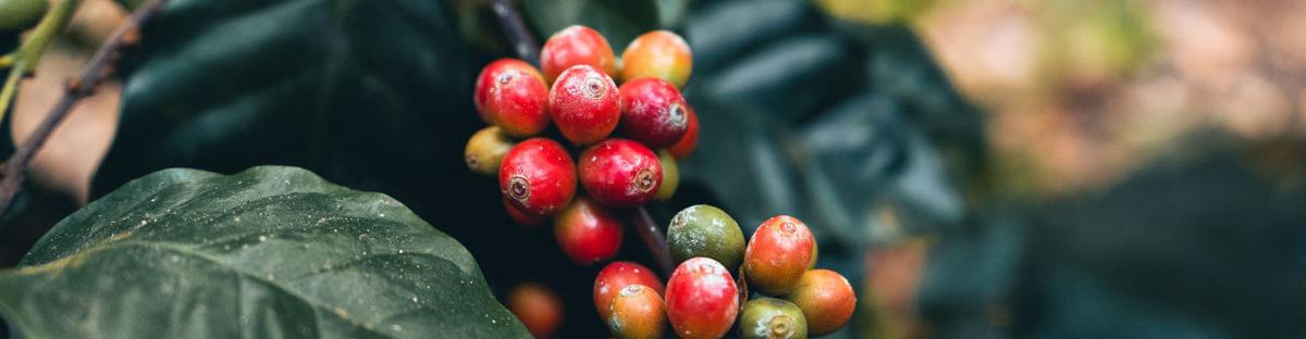 Coffea Arabica planta cuidados