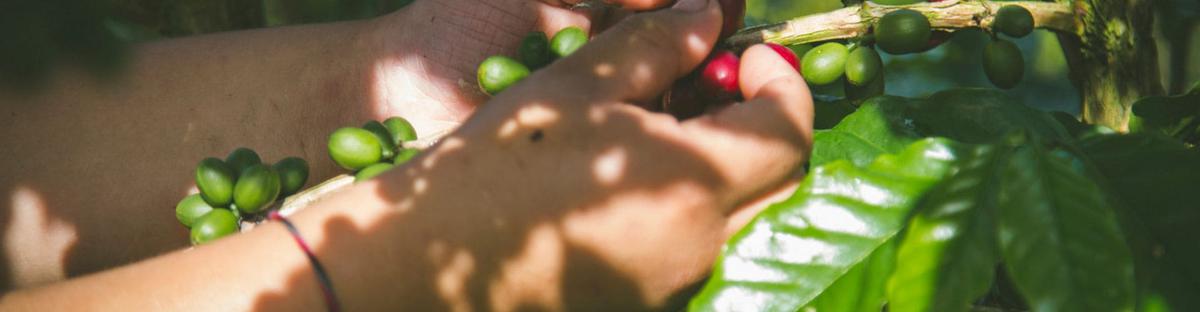 riego de la planta de café