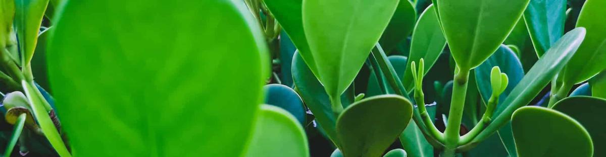 Clusia Riego y mantenimiento