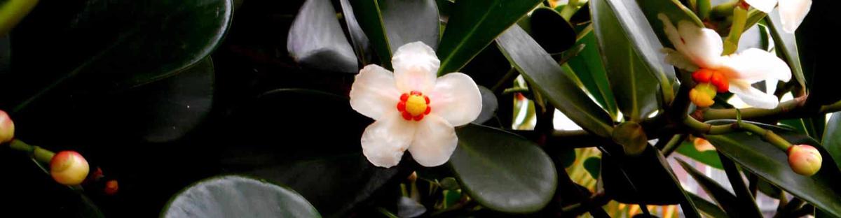 Como Podar la planta Clusia