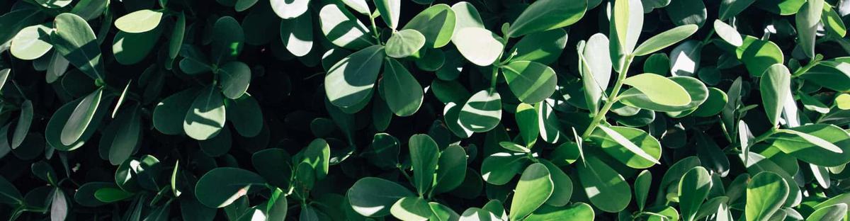 Plagas y enfermedades de la planta Clusia