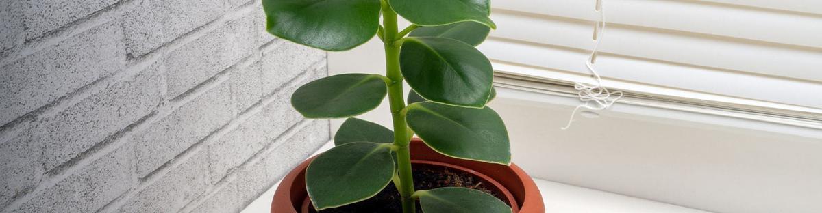 Planta clusia en el interior