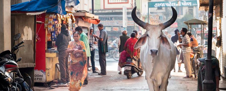 Vacas Cerdos Guerras y Brujas, de Marvin Harris