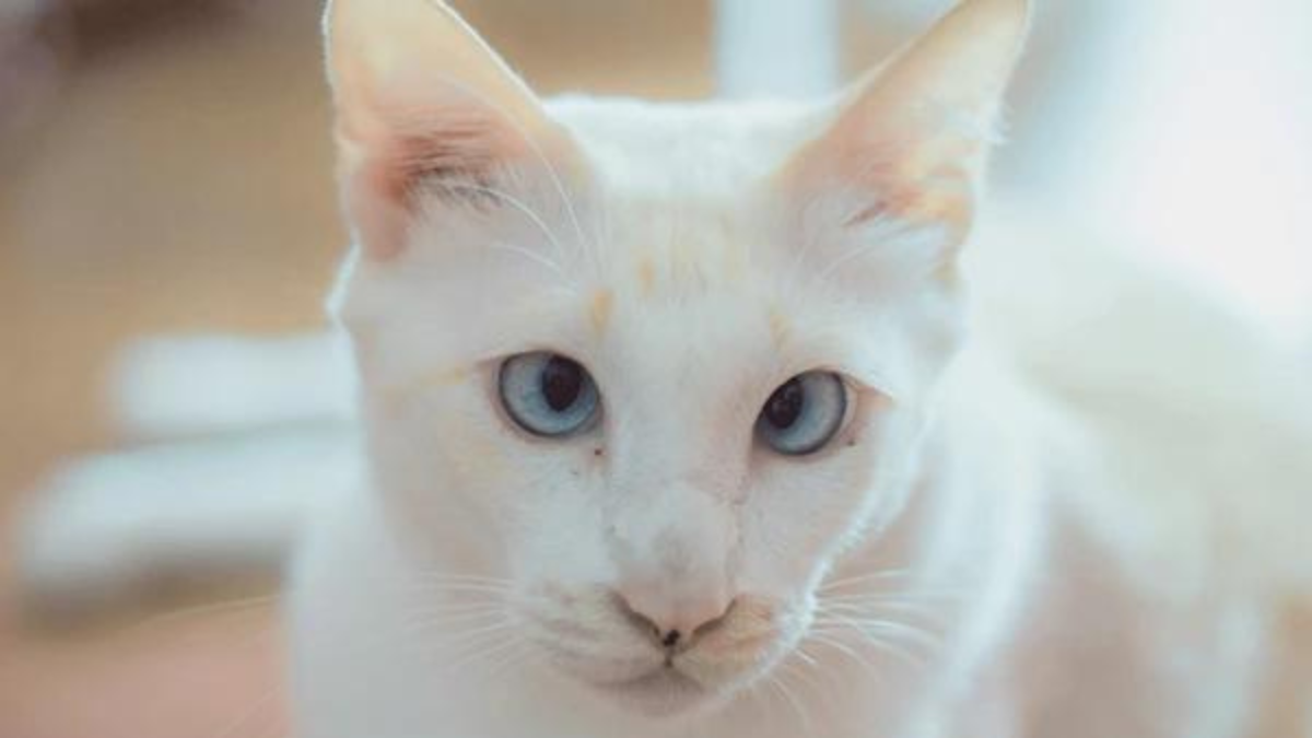 Sindrome de down en mascotas